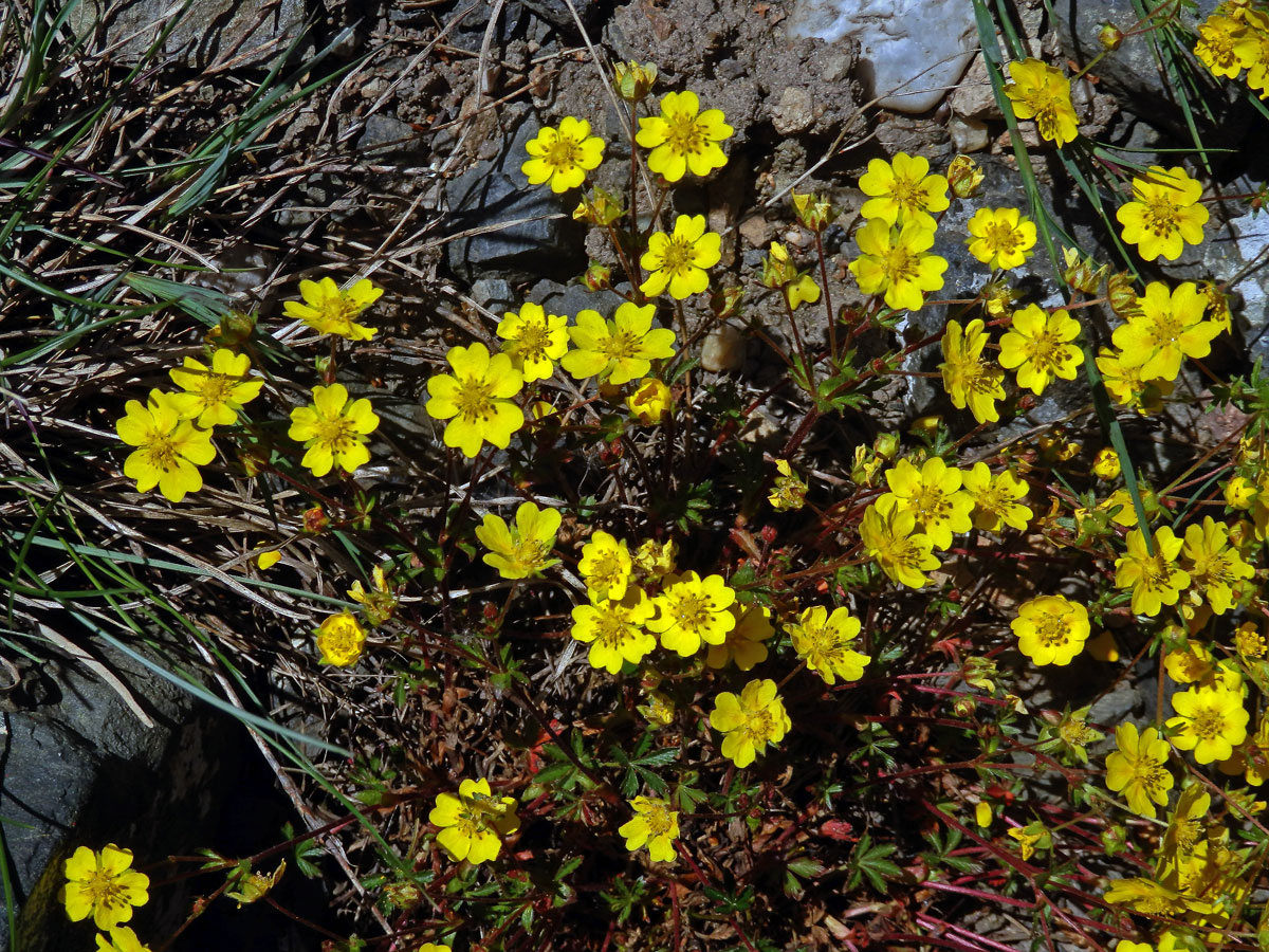 Mochna Crantzova (Potentilla crantzii (Crantz) Beck ex Fritsch)