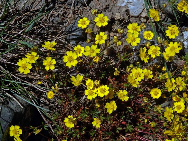 Mochna Crantzova (Potentilla crantzii (Crantz) Beck ex Fritsch)