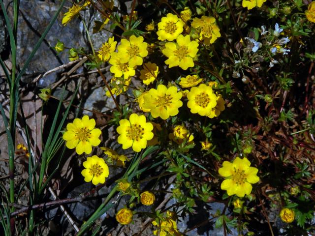 Mochna Crantzova (Potentilla crantzii (Crantz) Beck ex Fritsch)