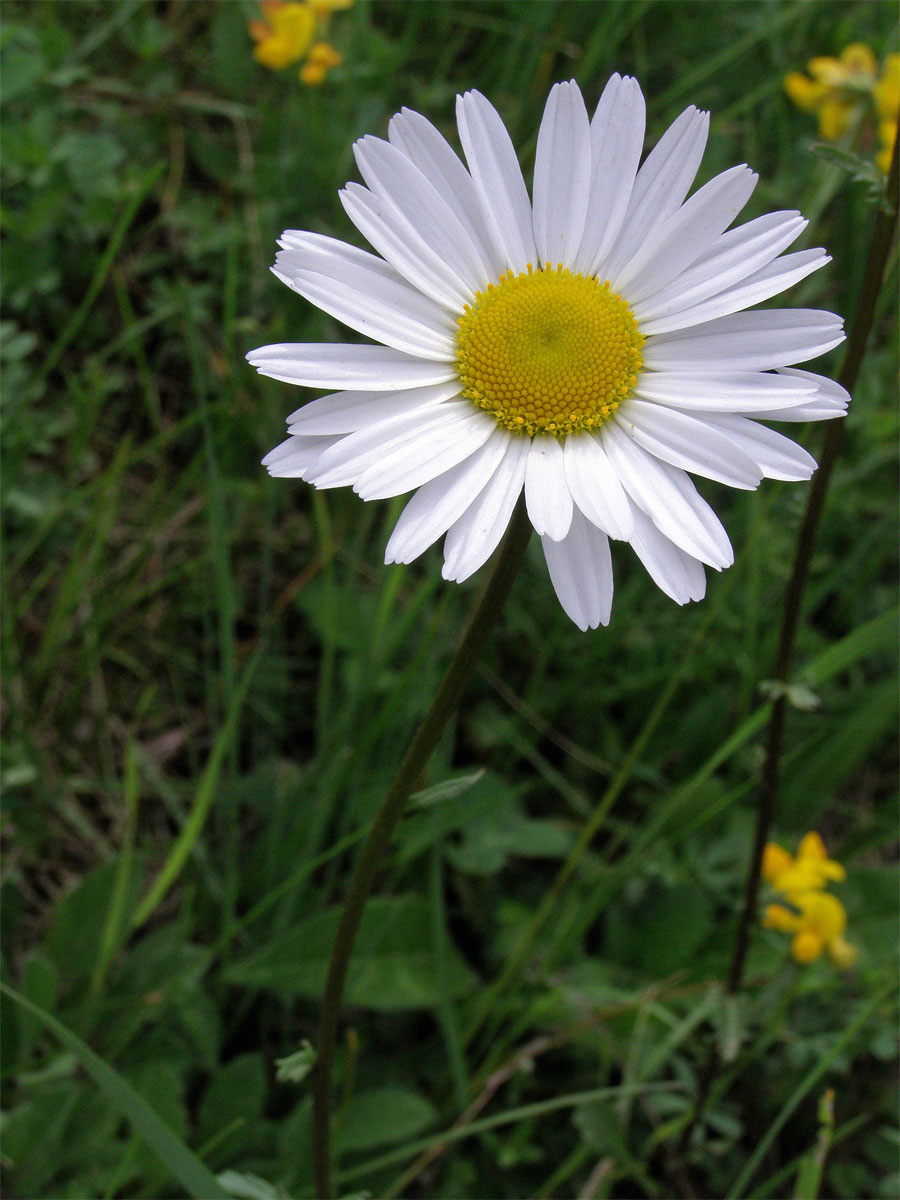 Kopretina bílá pravá (Laucanthemum vulgare Lamk. subsp. vulgare)