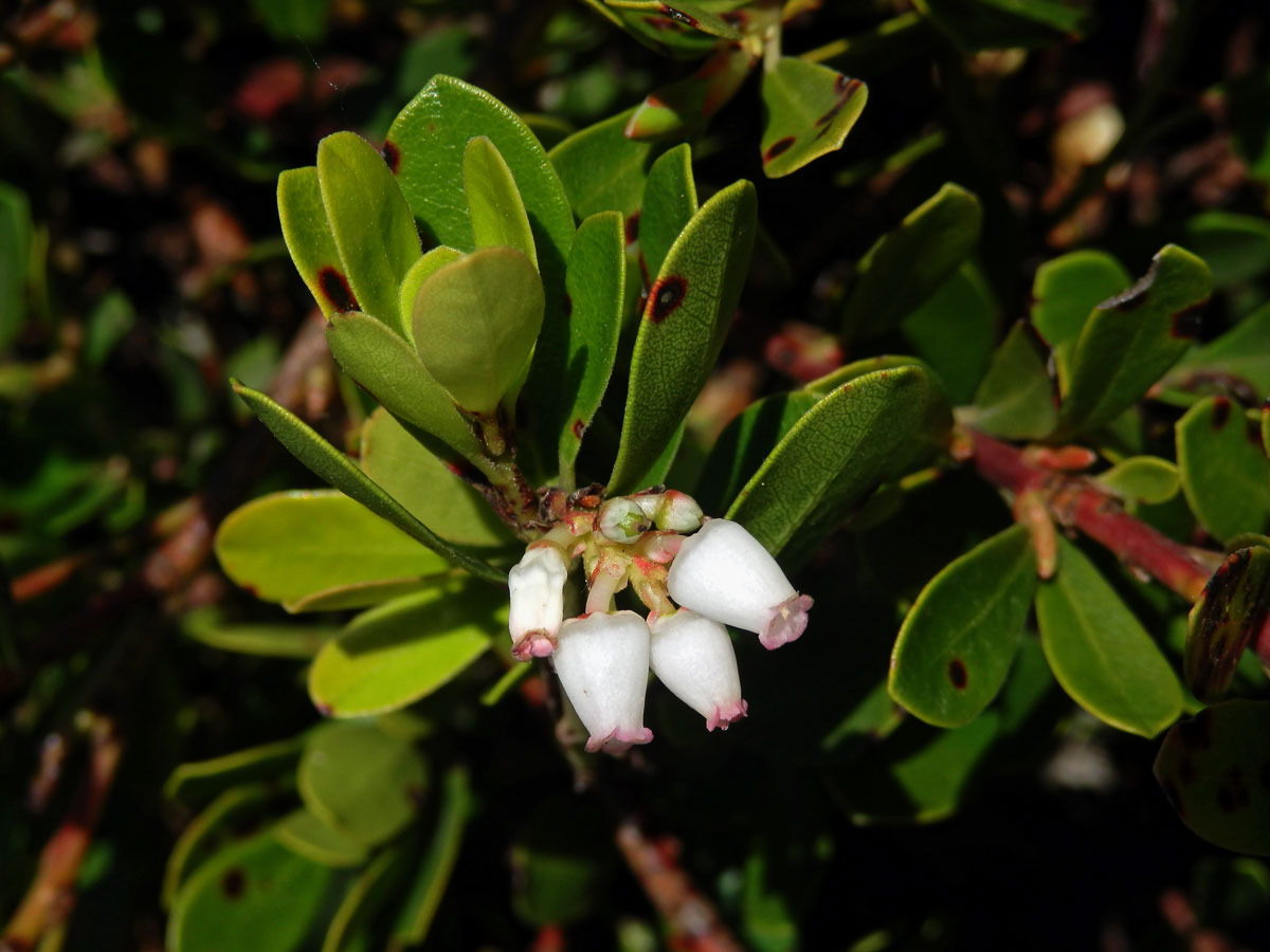 Medvědice lékařská (Arctostaphylos uva-ursi (L.) Spreng.)