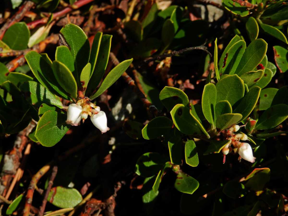 Medvědice lékařská (Arctostaphylos uva-ursi (L.) Spreng.)