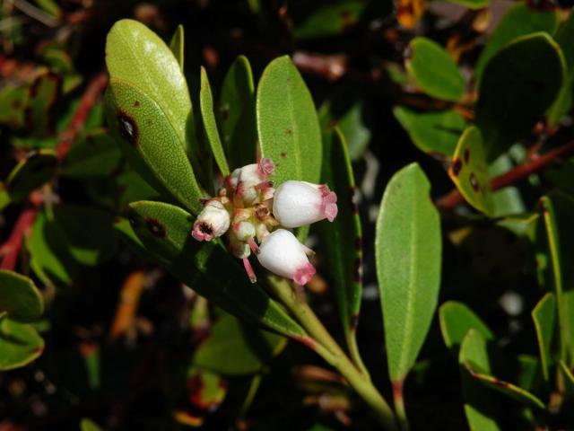 Medvědice lékařská (Arctostaphylos uva-ursi (L.) Spreng.)