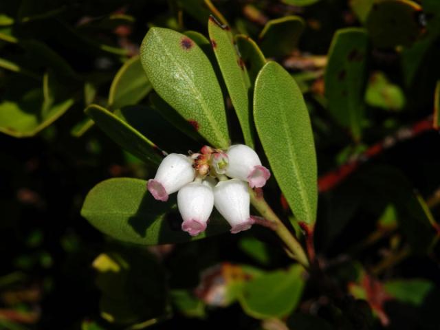 Medvědice lékařská (Arctostaphylos uva-ursi (L.) Spreng.)