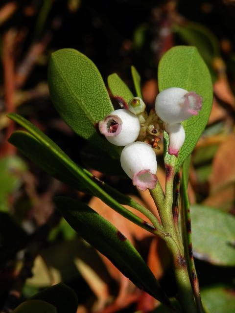 Medvědice lékařská (Arctostaphylos uva-ursi (L.) Spreng.)