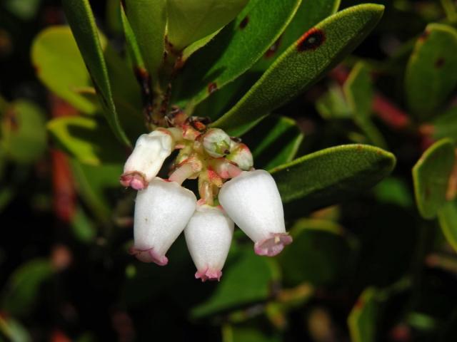 Medvědice lékařská (Arctostaphylos uva-ursi (L.) Spreng.)