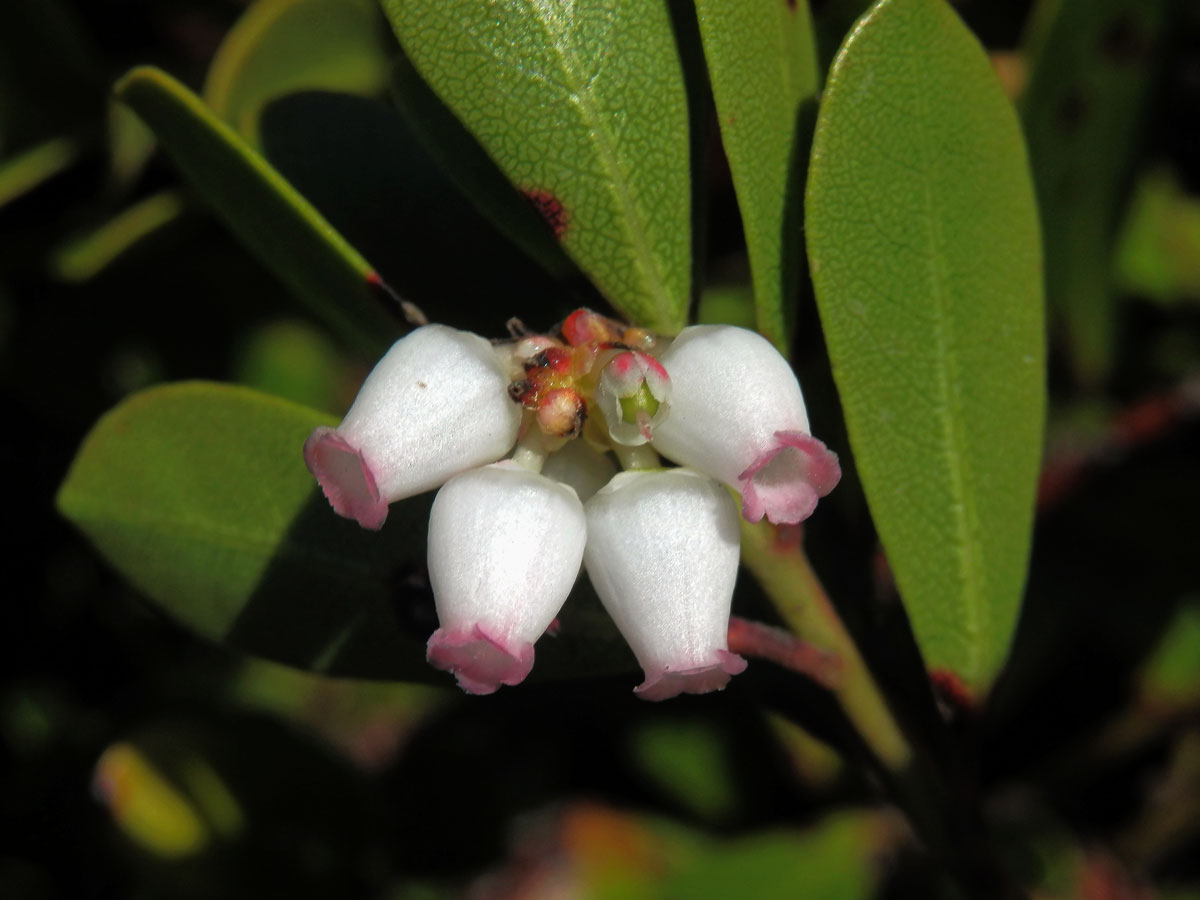 Medvědice lékařská (Arctostaphylos uva-ursi (L.) Spreng.)