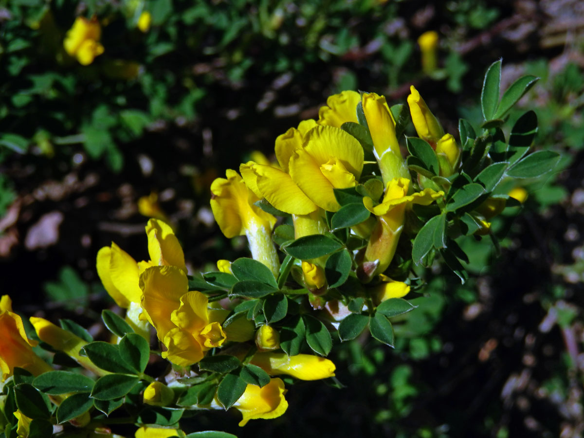 Čilimník řezanský (Chamaecytisus ratisbonensis[/i] (Schaeff.) Rothm.)