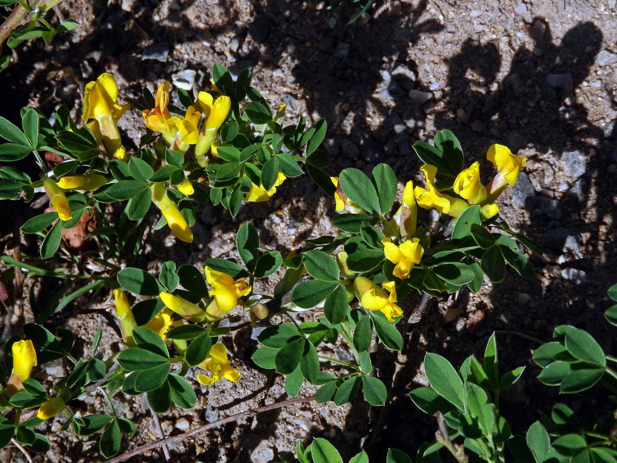 Čilimník řezanský (Chamaecytisus ratisbonensis[/i] (Schaeff.) Rothm.)