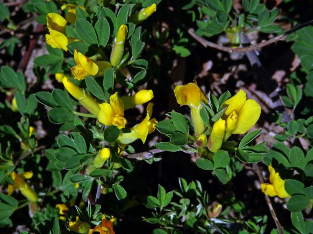 Čilimník řezanský (Chamaecytisus ratisbonensis[/i] (Schaeff.) Rothm.)