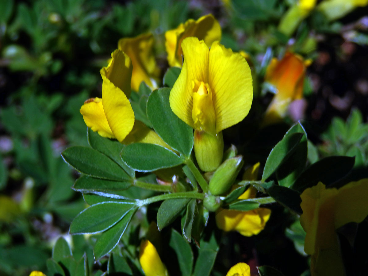 Čilimník řezanský (Chamaecytisus ratisbonensis[/i] (Schaeff.) Rothm.)