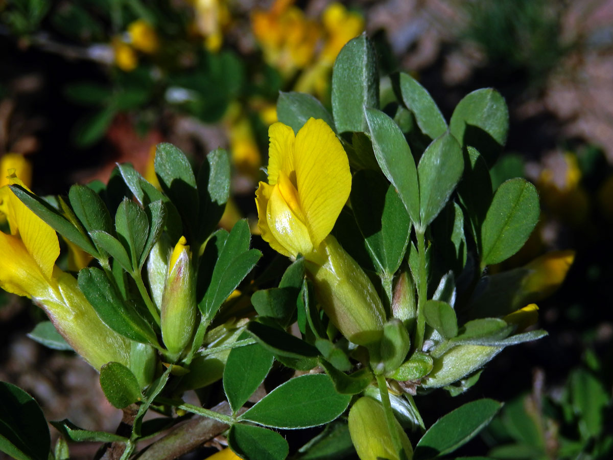 Čilimník řezanský (Chamaecytisus ratisbonensis[/i] (Schaeff.) Rothm.)