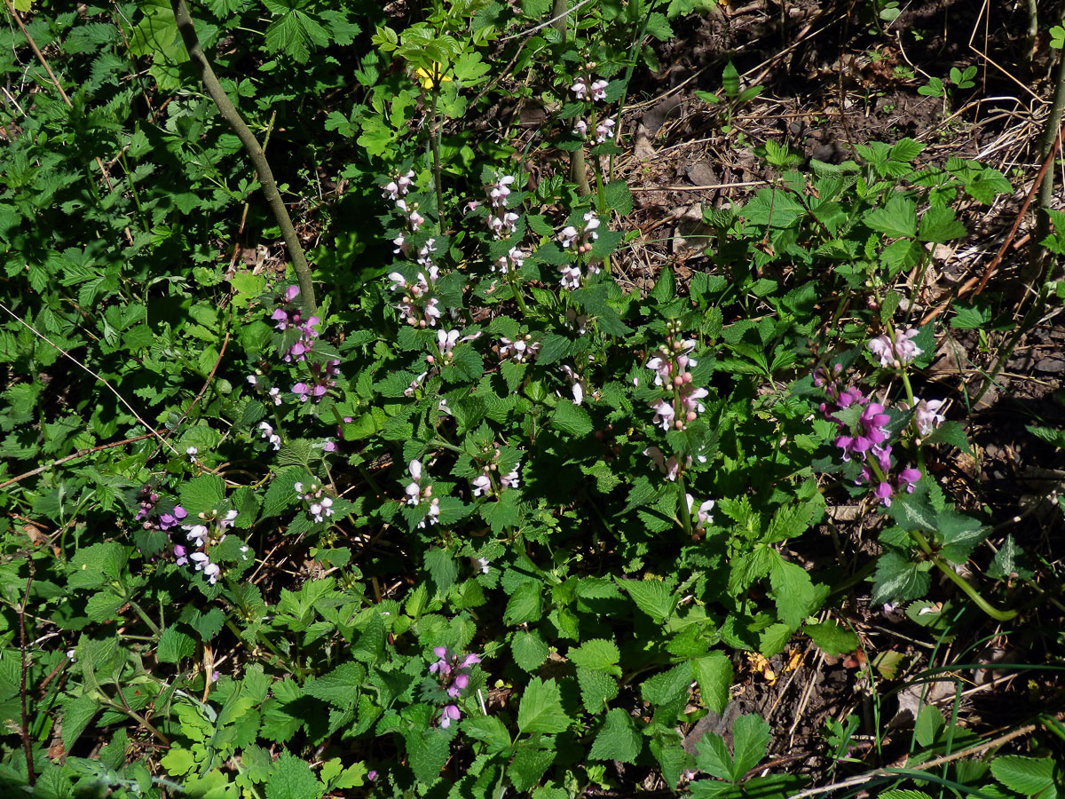 Hluchavka skvrnitá (Lamium maculatum L.) se světle růžovými květy (3a)