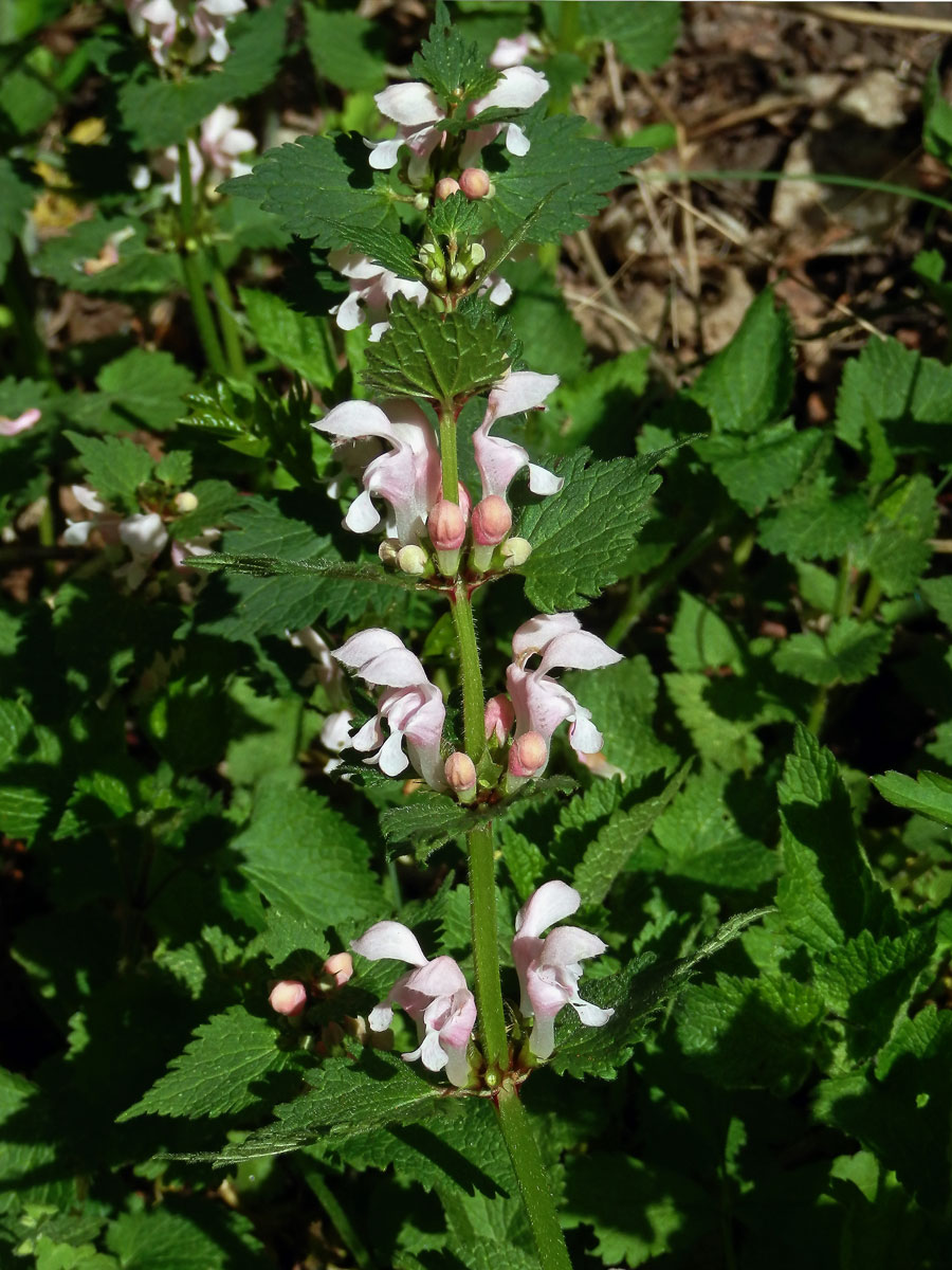 Hluchavka skvrnitá (Lamium maculatum L.) se světle růžovými květy (3b)