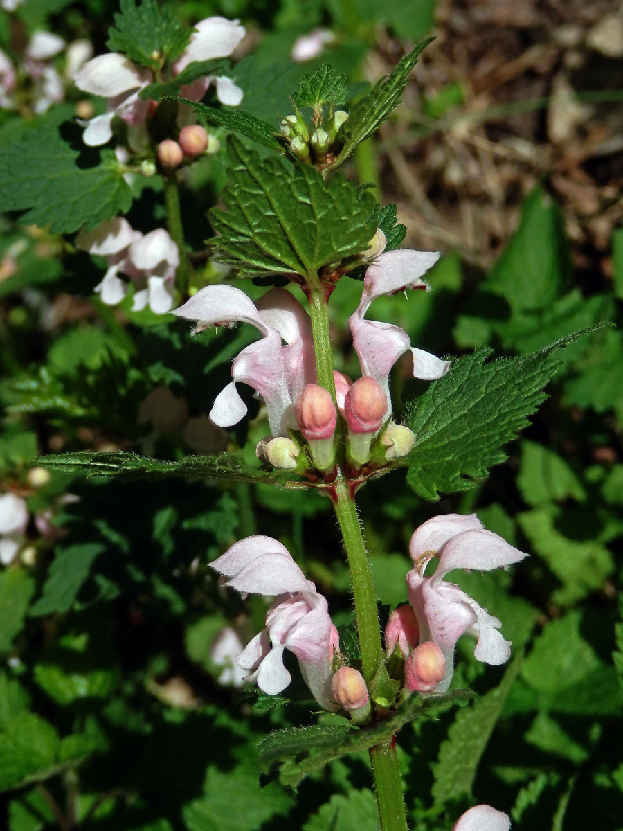 Hluchavka skvrnitá (Lamium maculatum L.) se světle růžovými květy (3c)