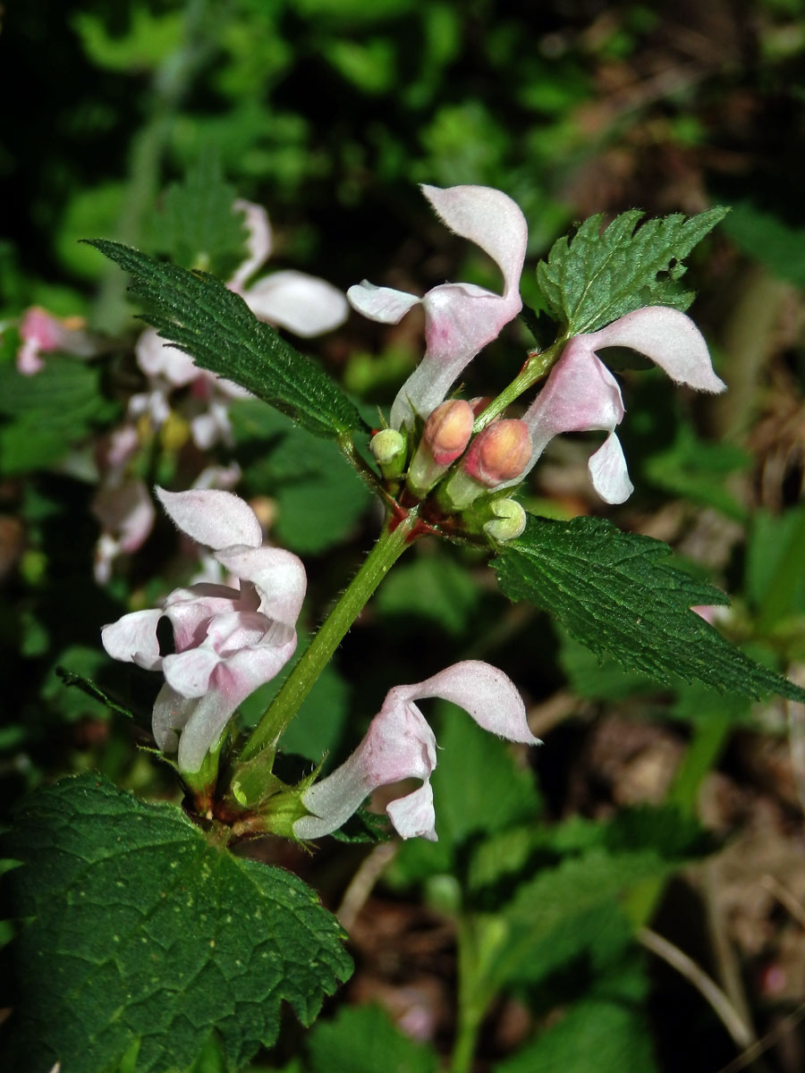 Hluchavka skvrnitá (Lamium maculatum L.) se světle růžovými květy (3d)