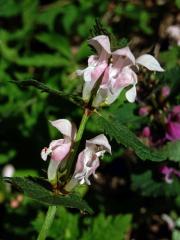 Hluchavka skvrnitá (Lamium maculatum L.) se světle růžovými květy (3e)