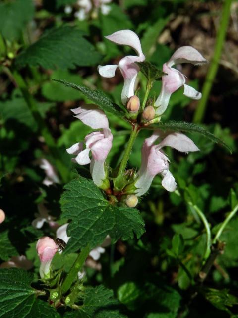 Hluchavka skvrnitá (Lamium maculatum L.) se světle růžovými květy (3a)