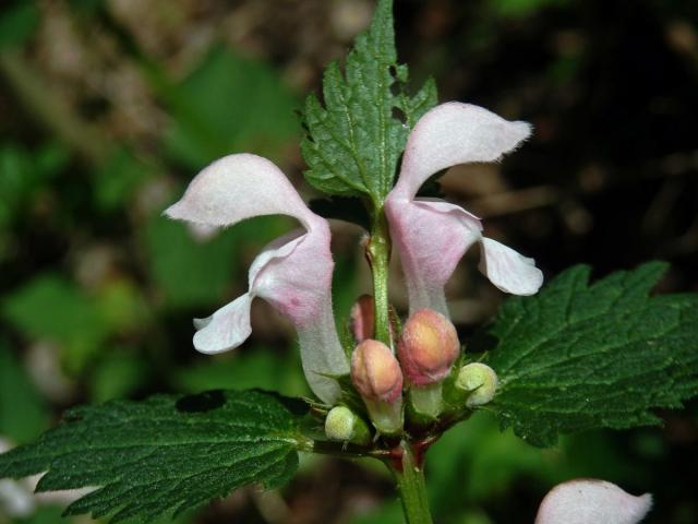 Hluchavka skvrnitá (Lamium maculatum L.) se světle růžovými květy (3h)