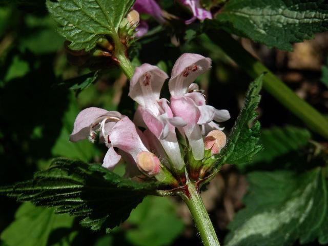 Hluchavka skvrnitá (Lamium maculatum L.) se světle růžovými květy (3j)