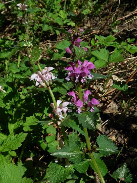 Hluchavka skvrnitá (Lamium maculatum L.) se světle růžovými květy (3k)