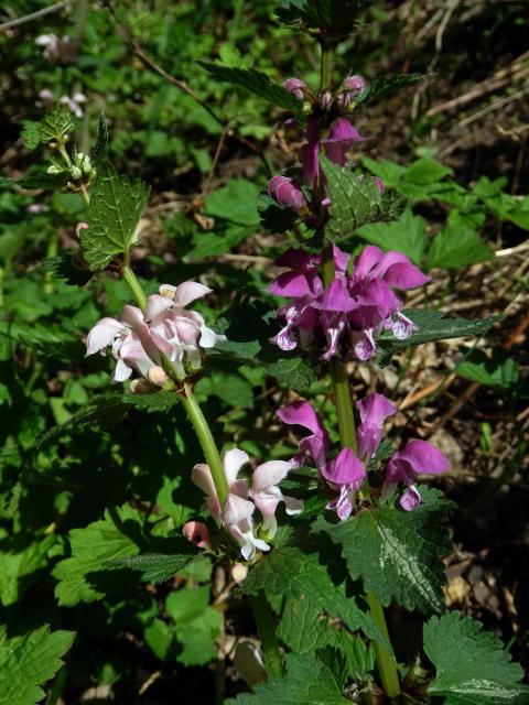 Hluchavka skvrnitá (Lamium maculatum L.) se světle růžovými květy (3l)