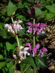 Hluchavka skvrnitá (Lamium maculatum L.) se světle růžovými květy (3m)