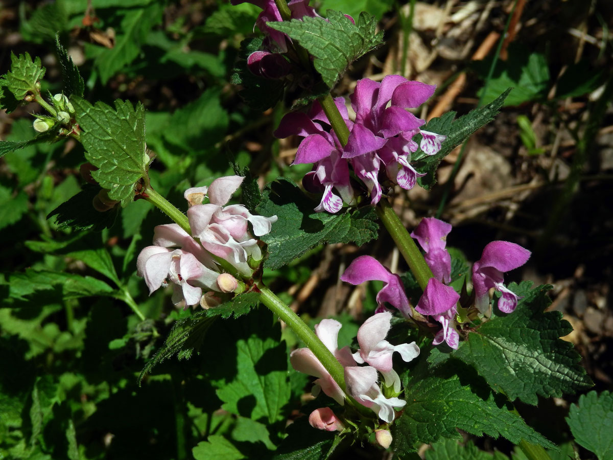 Hluchavka skvrnitá (Lamium maculatum L.) se světle růžovými květy (3n)