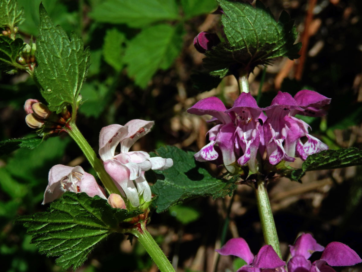 Hluchavka skvrnitá (Lamium maculatum L.) se světle růžovými květy (3o)