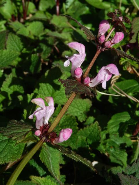 Hluchavka skvrnitá (Lamium maculatum L.) se světle růžovými květy (4a)