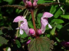 Hluchavka skvrnitá (Lamium maculatum L.) se světle růžovými květy (4b)