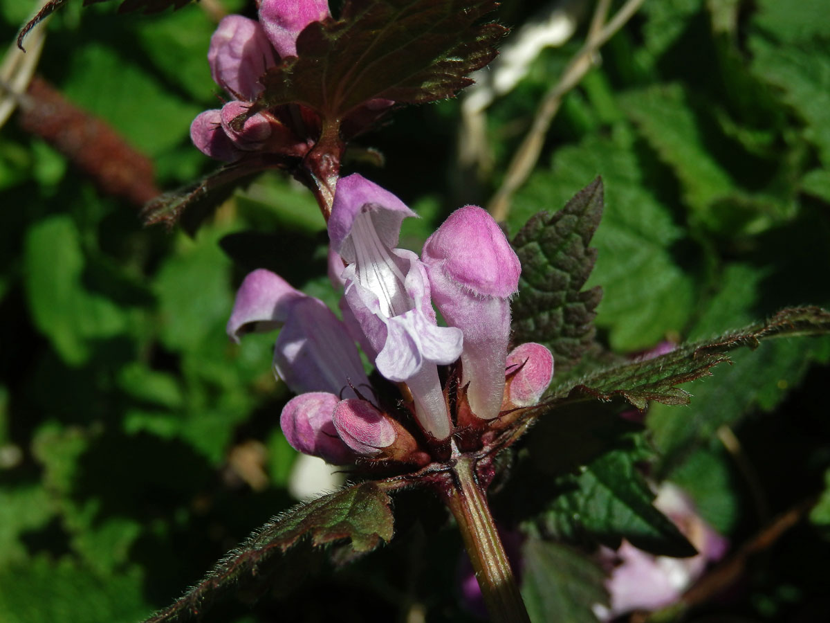 Hluchavka skvrnitá (Lamium maculatum L.) se světle růžovými květy (4c)