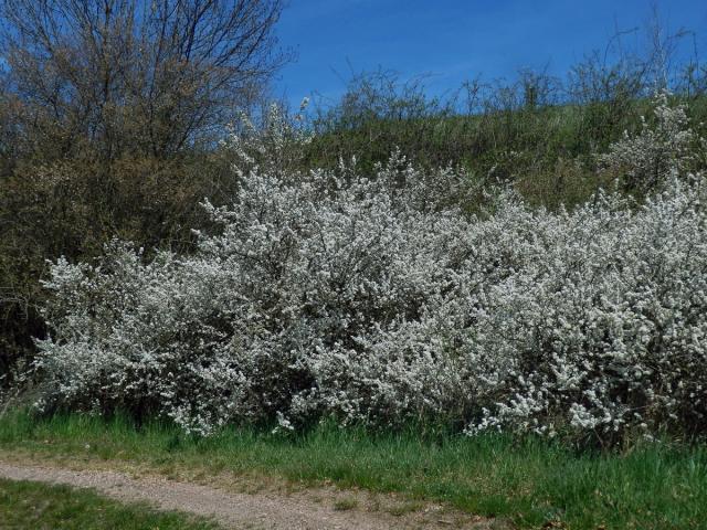 Trnka obecná (Prunus spinosa L.)