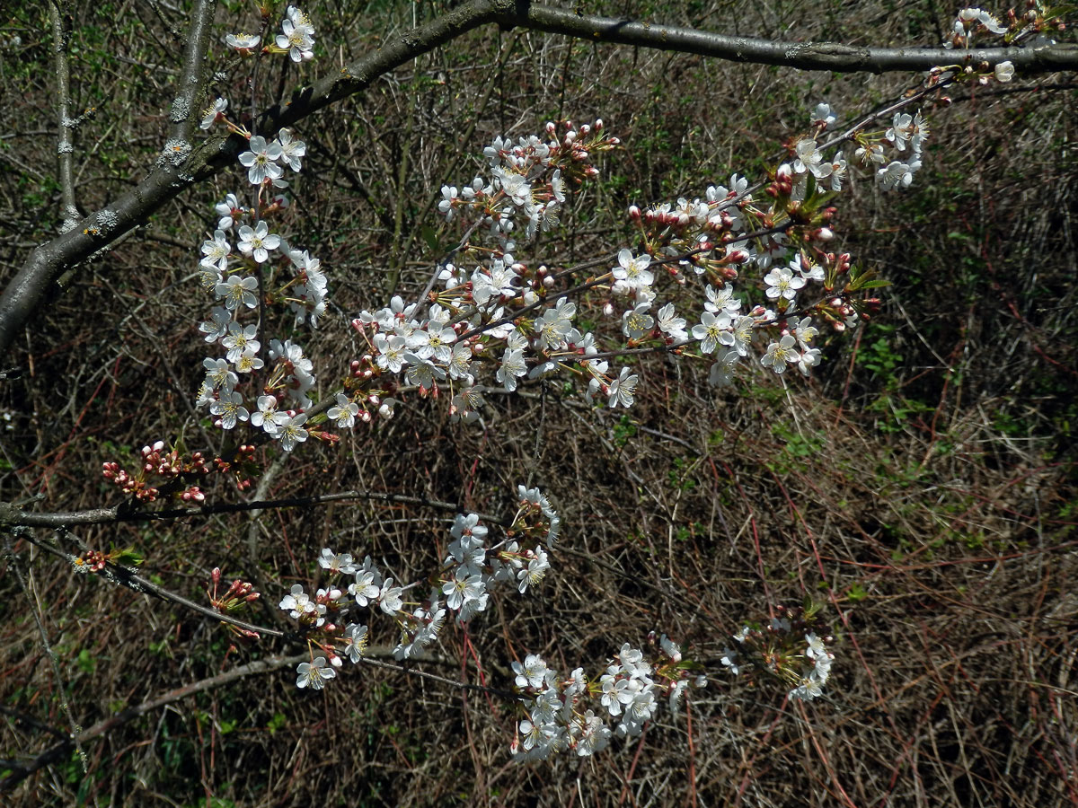 Třešeň višeň (Prunus cerasus L.)
