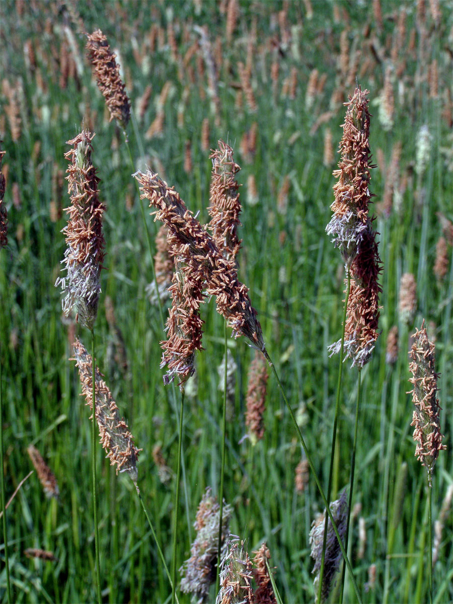 Psárka luční (Alopecurus pratensis L.)