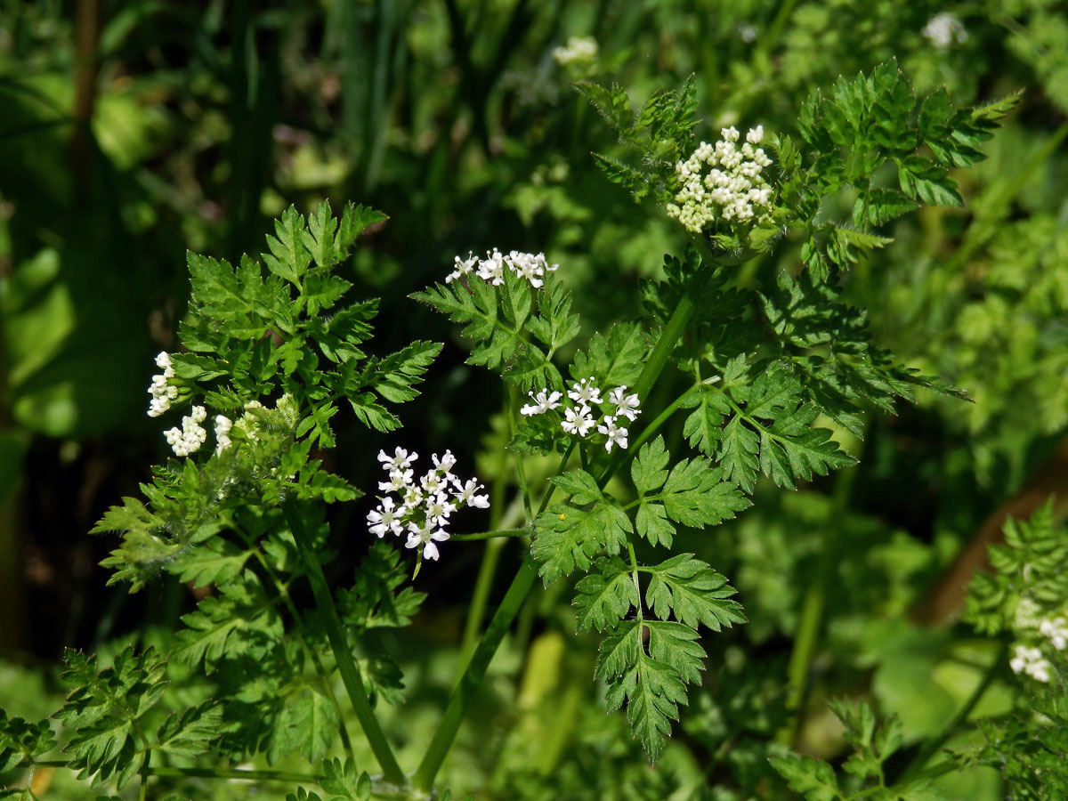 Kerblík obecný (Anthriscus caucalis Bieb.)