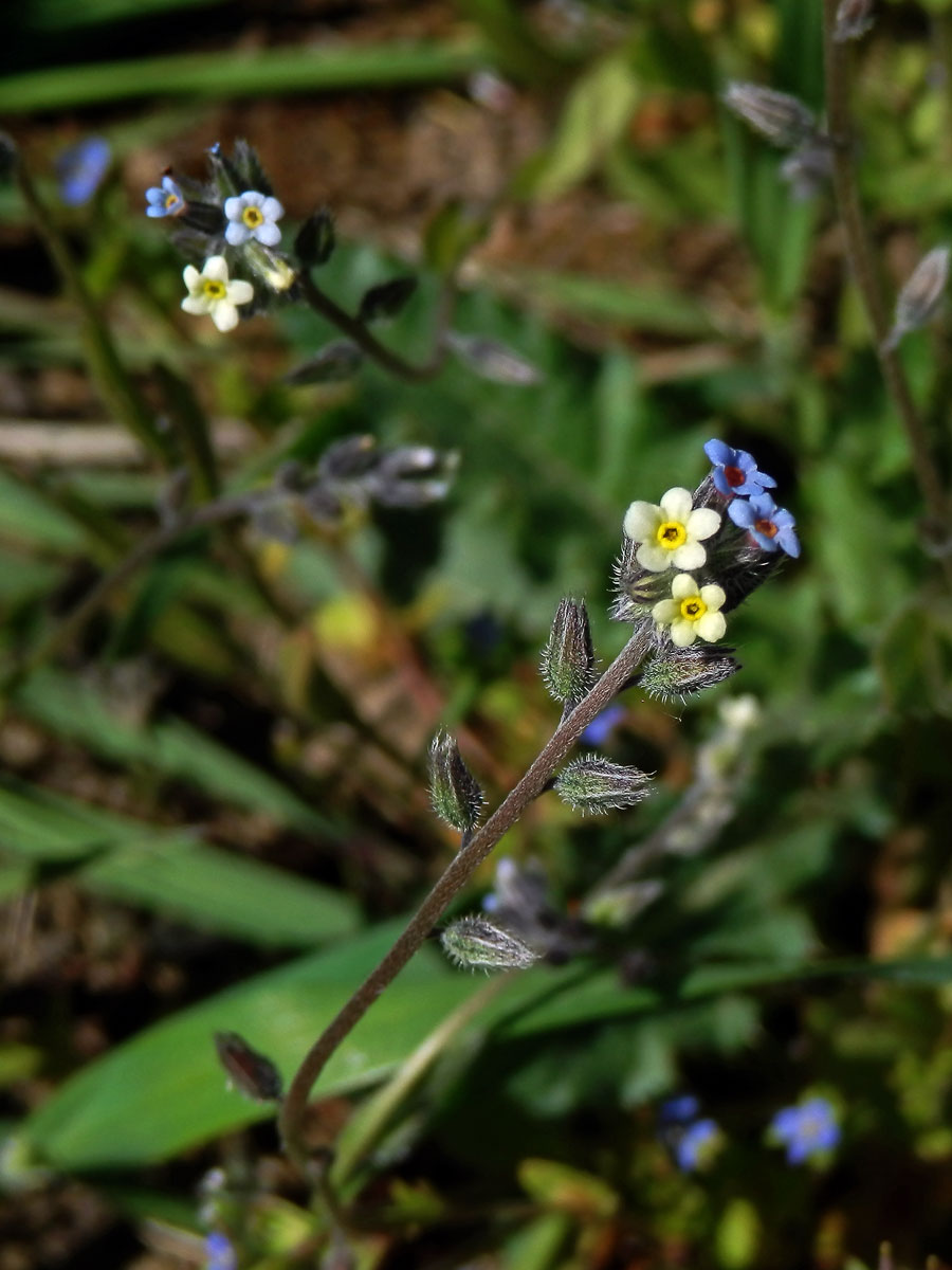 Pomněnka různobarvá (Myosotis discolor Pers.)