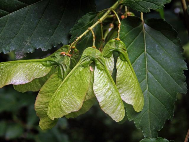 Javor tatarský (Acer tataricum L.)