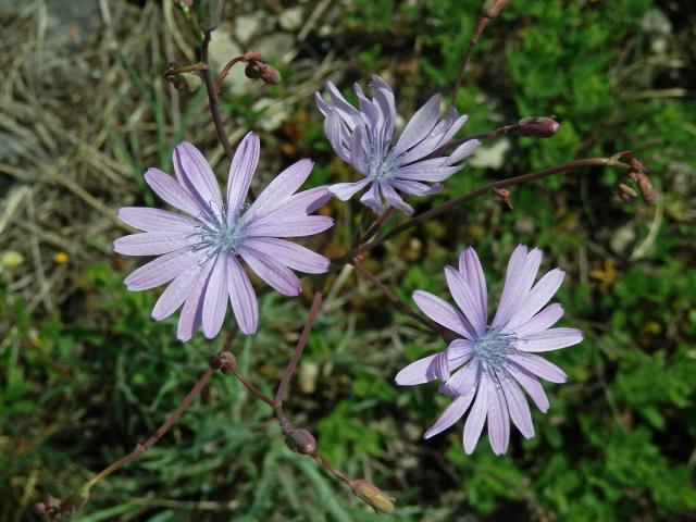 Locika vytrvalá (Lactuca perennis L.)