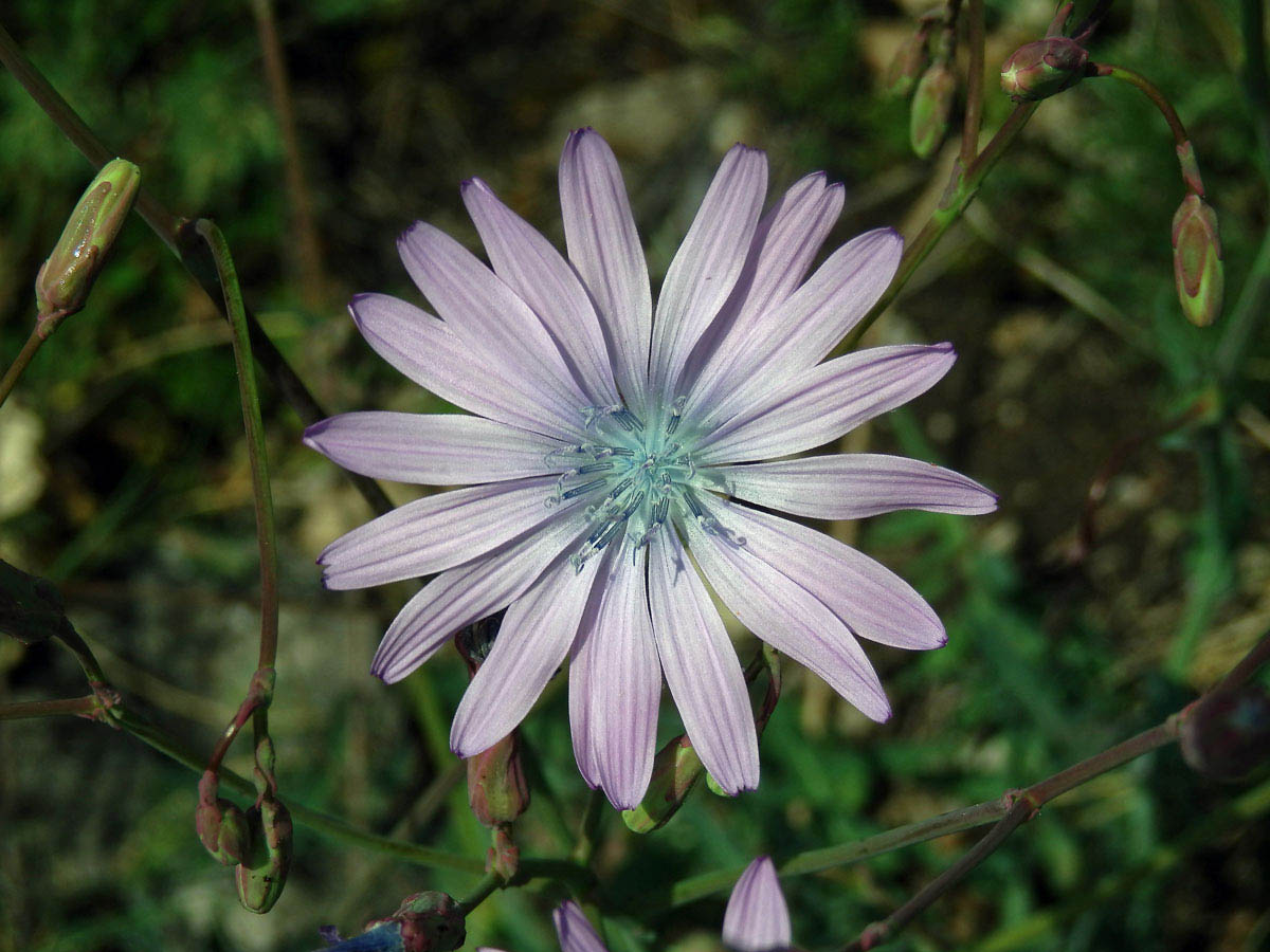 Locika vytrvalá (Lactuca perennis L.)