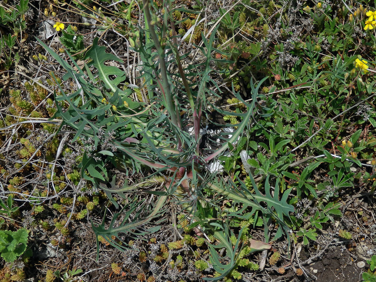 Locika vytrvalá (Lactuca perennis L.)