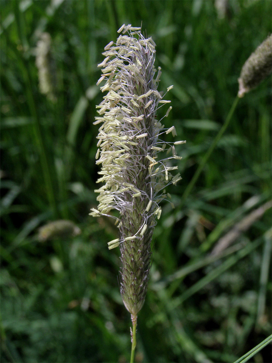 Psárka luční (Alopecurus pratensis L.)