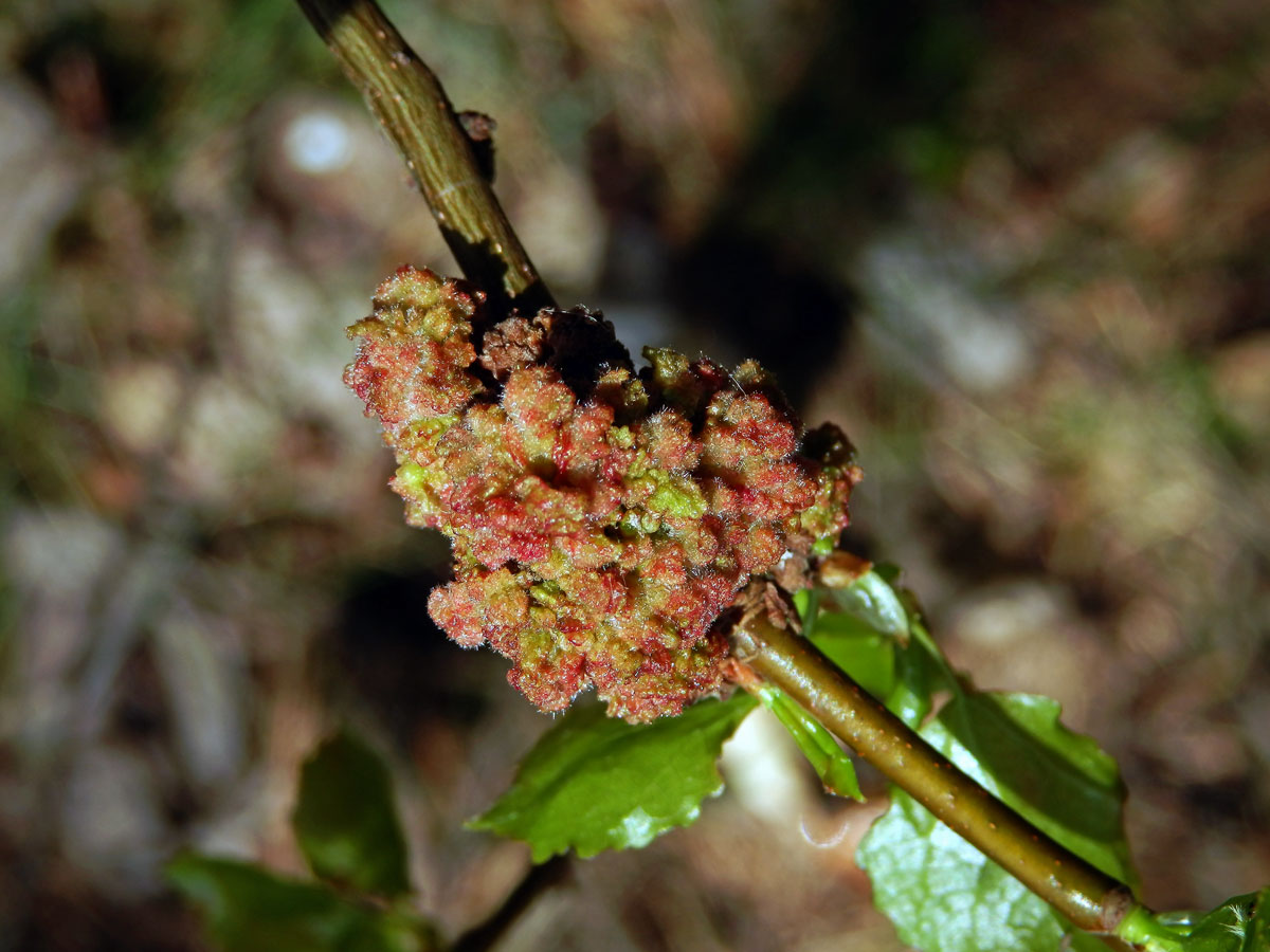 Hálky vlnovníka topolového (Aceria populi), topol osika