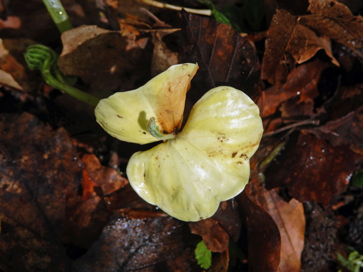 Buk lesní (Fagus sylvatica L.) chlorofylu (2)