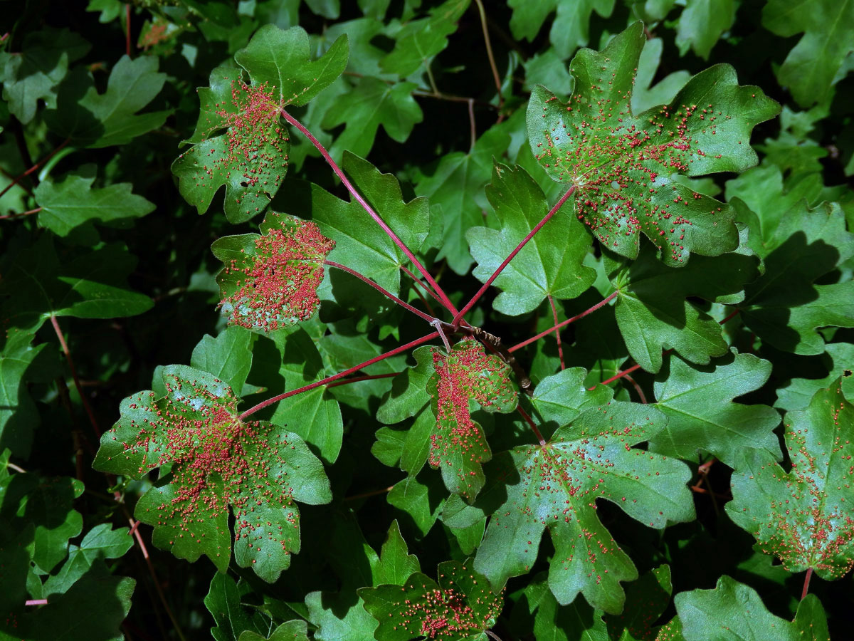 Hálky vlnovníka Murrayova (Aceria myriadeum); javor babyka