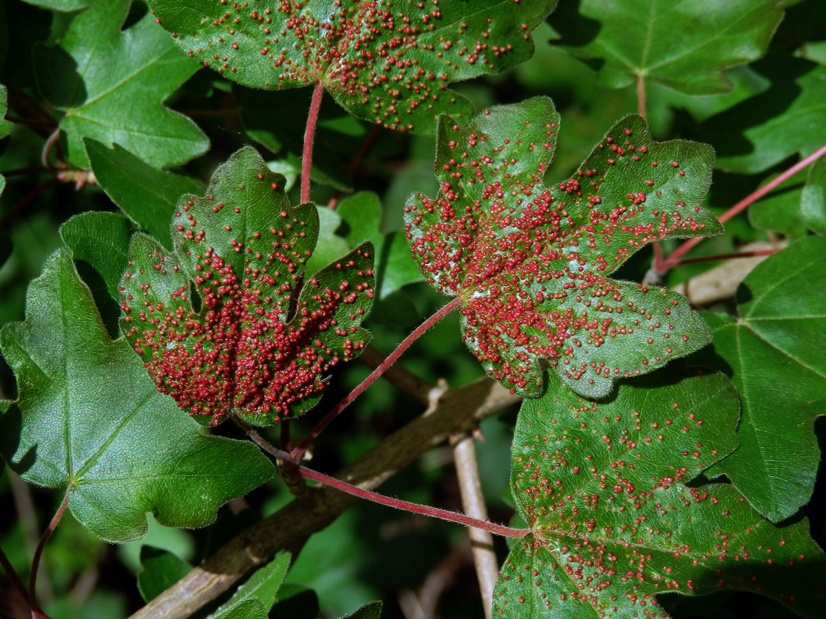 Hálky vlnovníka Murrayova (Aceria myriadeum); javor babyka