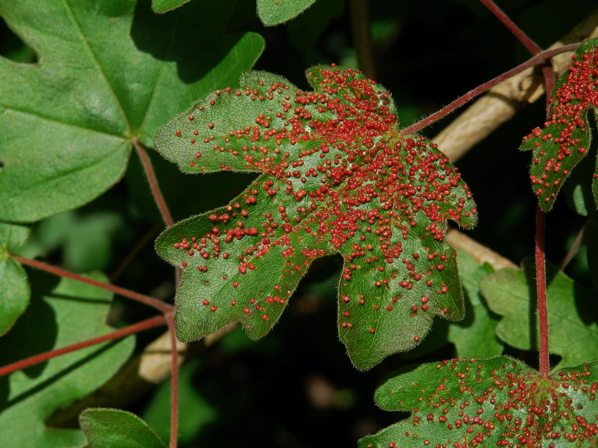 Hálky vlnovníka Murrayova (Aceria myriadeum); javor babyka