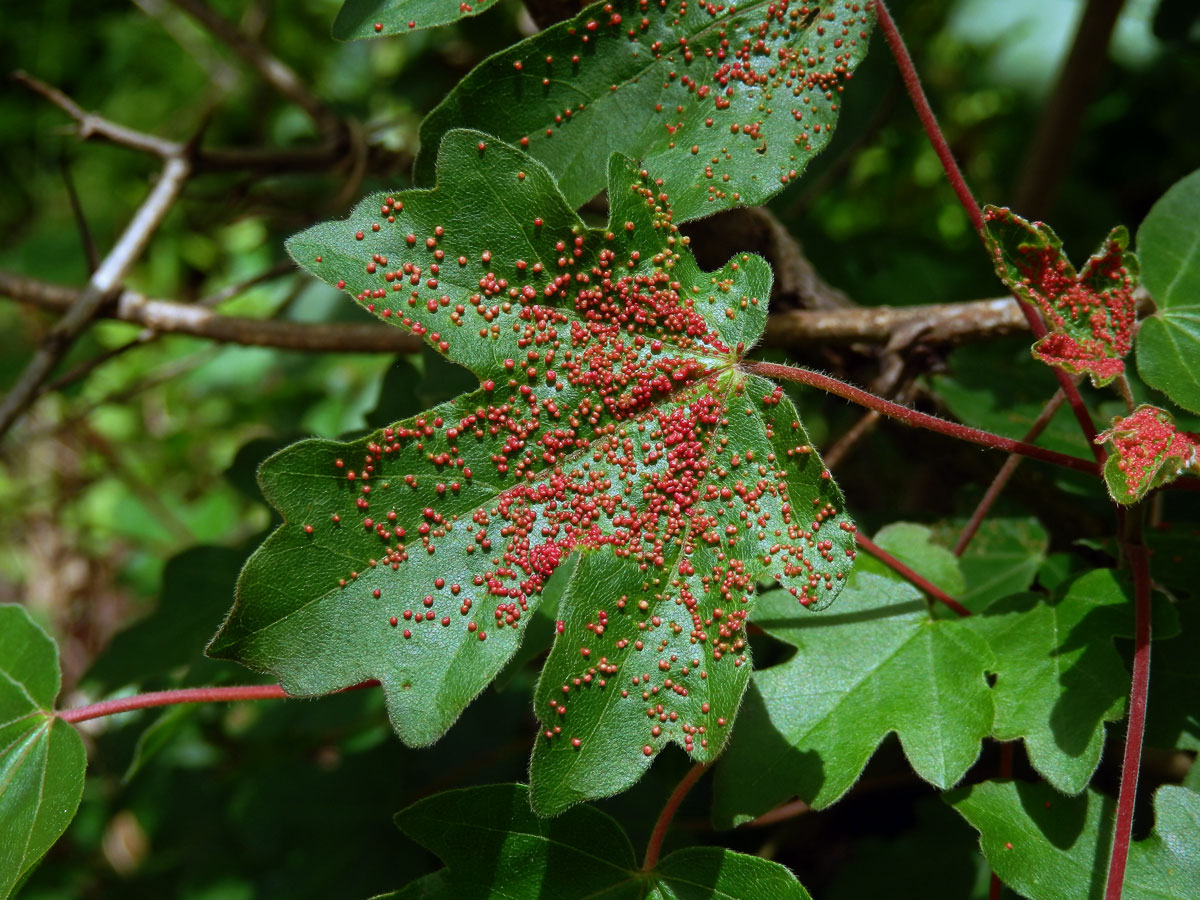 Hálky vlnovníka Murrayova (Aceria myriadeum); javor babyka