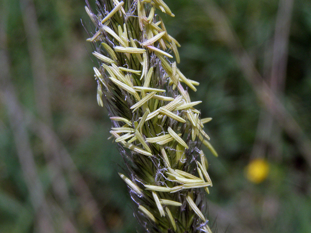 Psárka luční (Alopecurus pratensis L.)