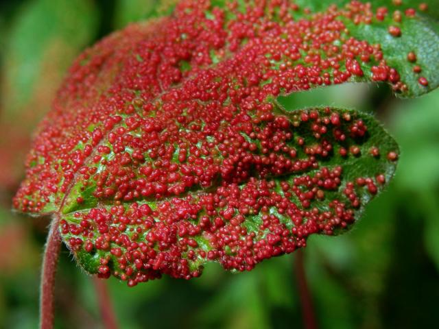 Hálky vlnovníka Murrayova (Aceria myriadeum); javor babyka